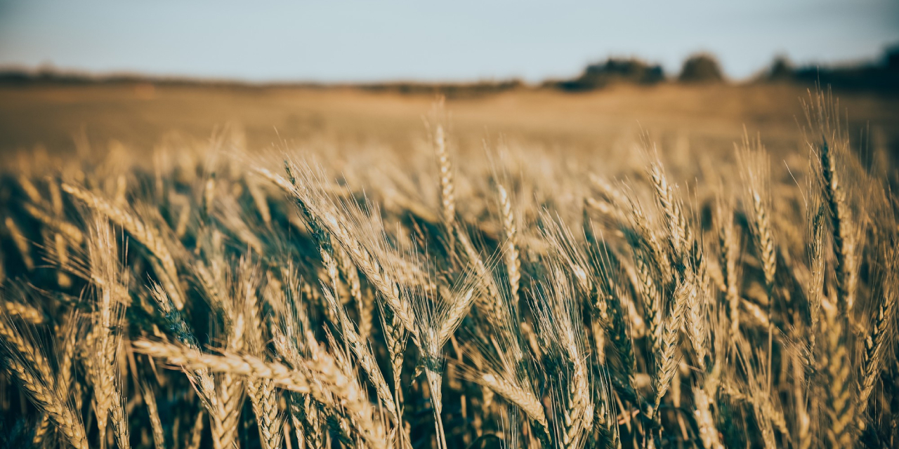 Una empresa al servei del pag&egrave;s