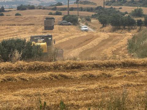 Venta de grano y paja
