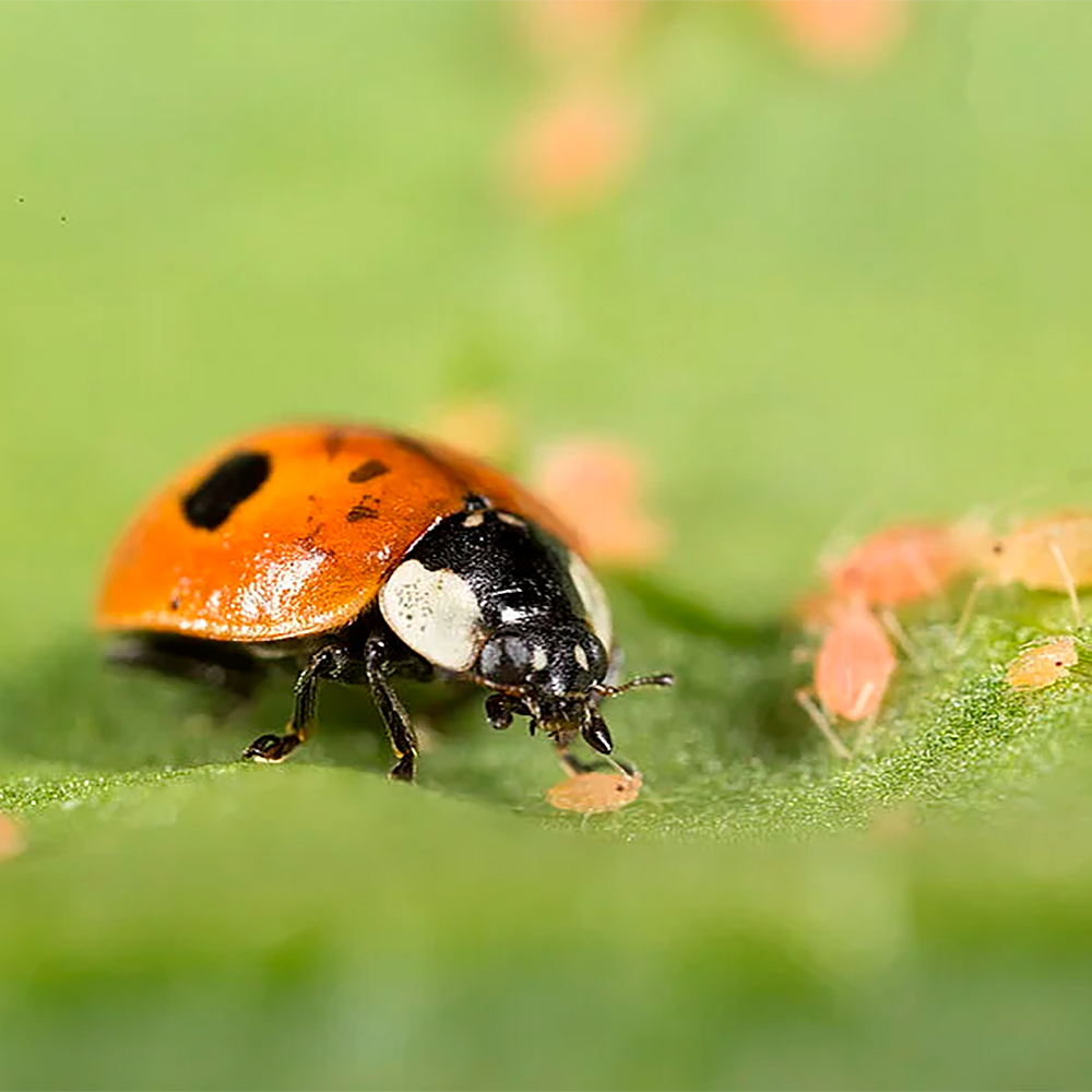 APHIDALIA (Adalia bipunctata) 100 larvas