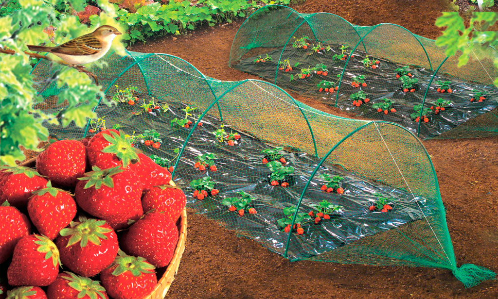 birdnet
