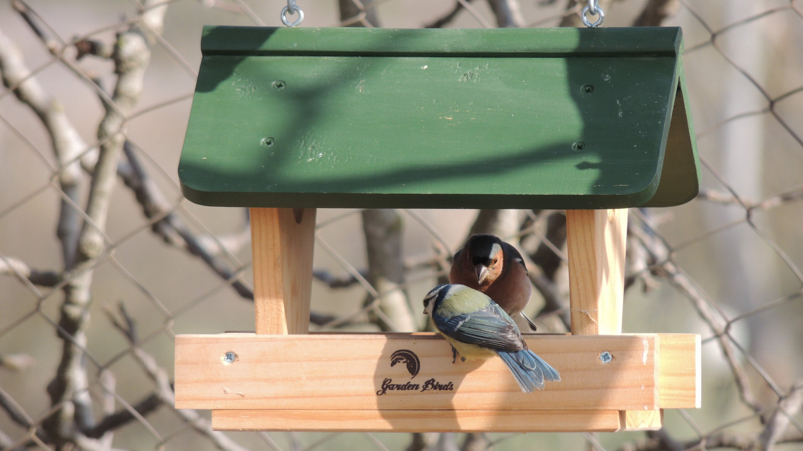 Aves en comedero de cacahuete jacobi jayne
