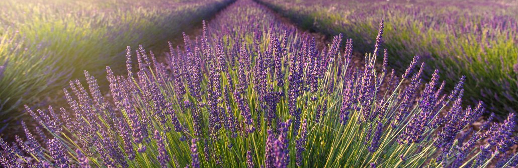 campo-lavanda.jpg