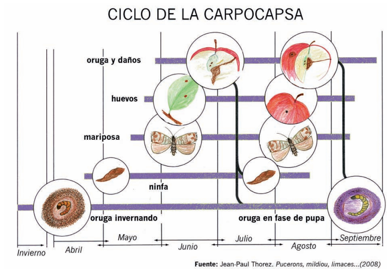 ciclo-carpocapsa.jpg