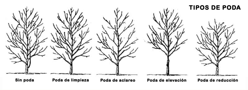 croquis-poda-frutales-1.jpg