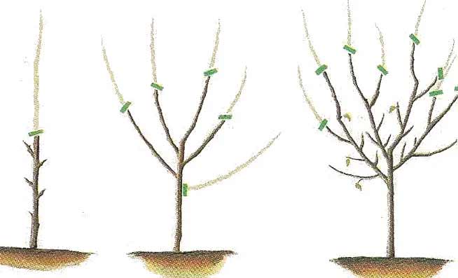 croquis-poda-frutales.jpg