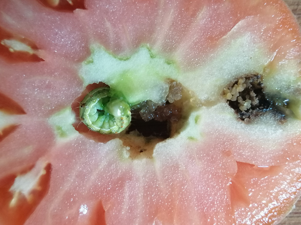 tuta-absoluta-en-tomate.jpg