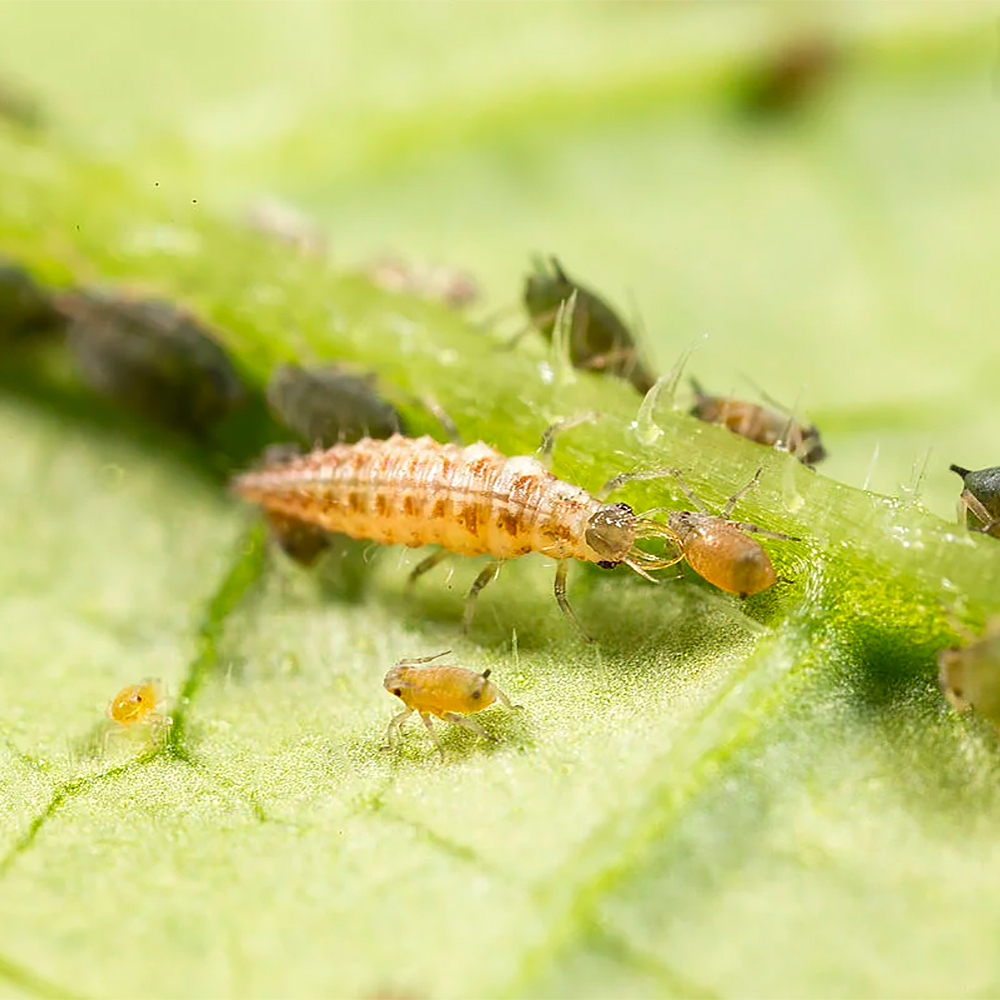 CHRYSOPA (Chrysoperla carnea) 1.000 larvas