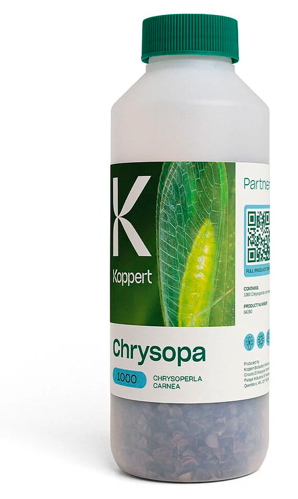 CHRYSOPA (Chrysoperla carnea) 1.000 larvas