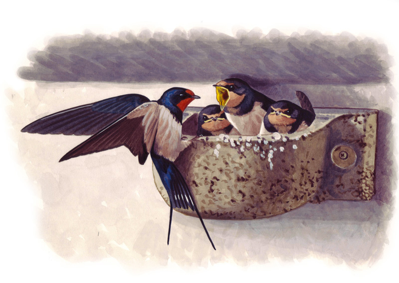 Nr. 10B Nido para golondrina común