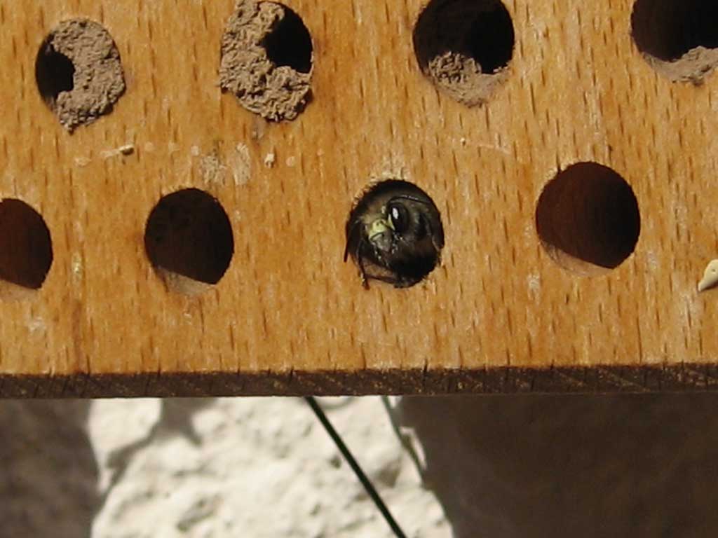 Nido de himenópteros de madera                                                                                                                        