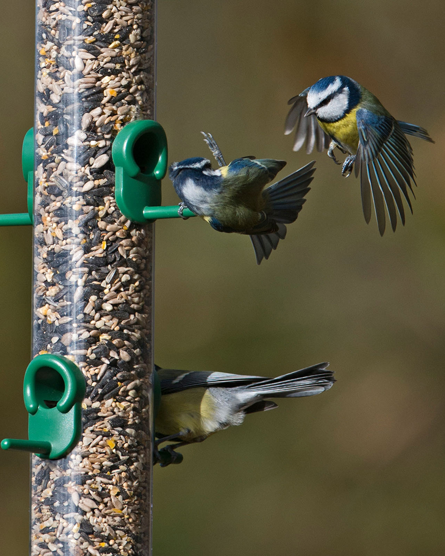 TO-S3G 'RING PULL' COMEDERO TUBULAR PARA AVES SILVESTRES GRANDE PARA MEZCLA DE SEMILLAS FÁCIL DE LIMPIAR