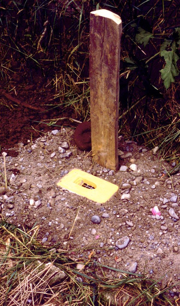 Nido para himenópteros con caña de carrizo                                                                                                             5