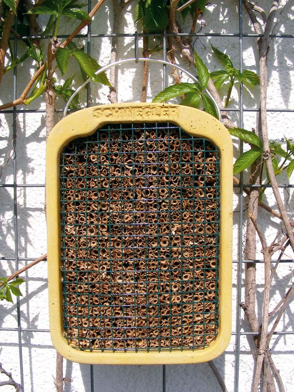 Nido para himenópteros con caña de carrizo                                                                                                            