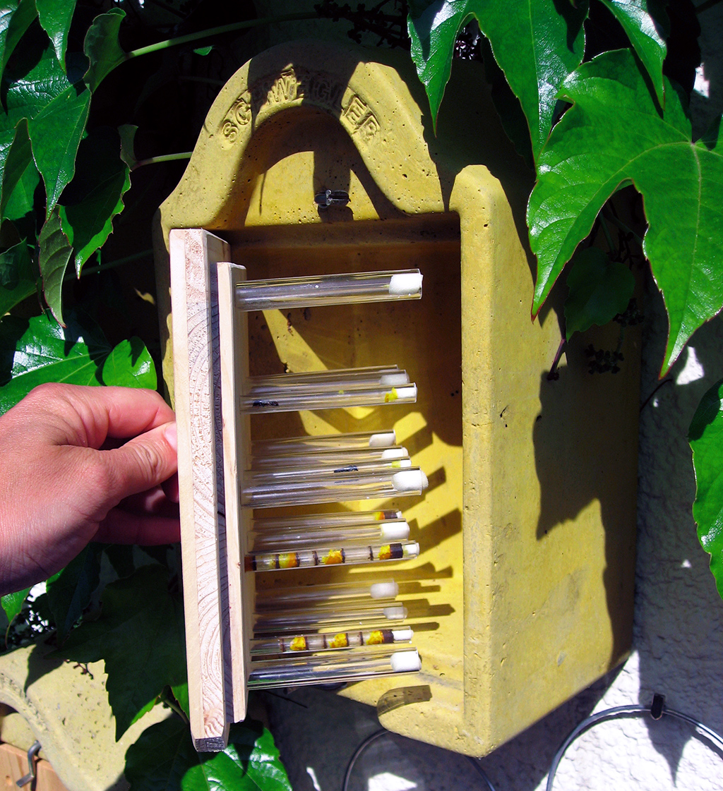 Nido para himenópteros con caña de carrizo 3