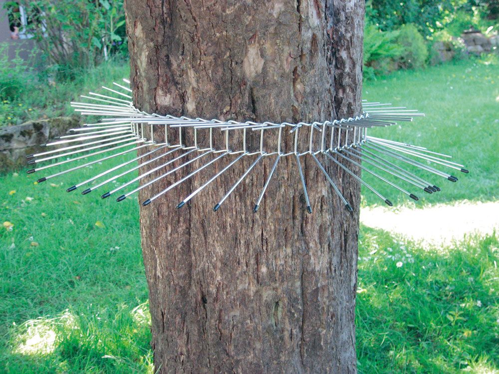 Cinturón de púas contra depredadores de cajas nido. Grande                                