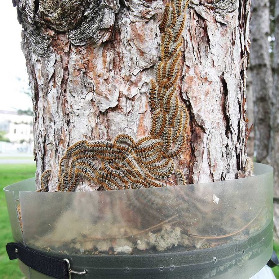 ECOPIEGE 30cm Collar para el control de la oruga de la procesionaria