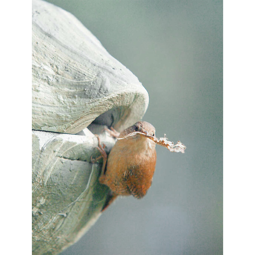 1ZA Caja nido para chochín color verde 2