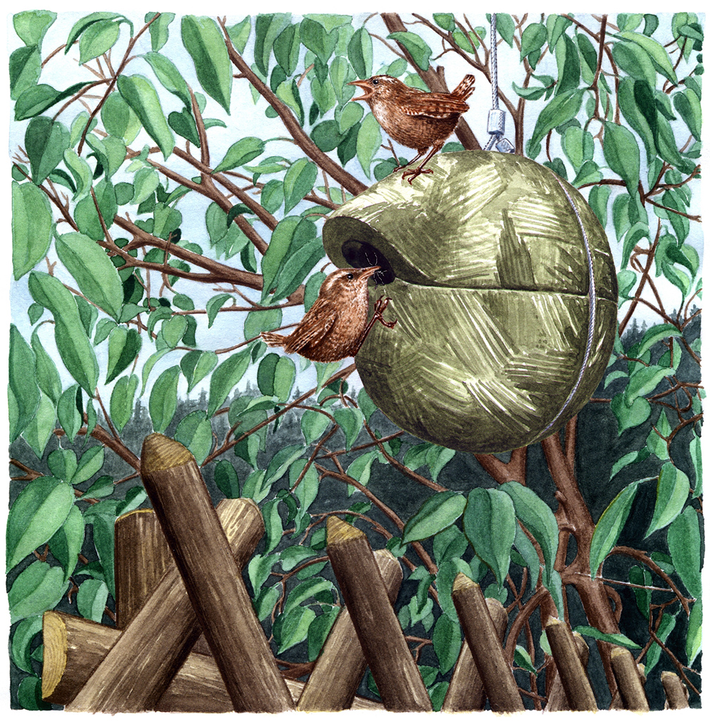 1ZA Caja nido para chochín color verde 4