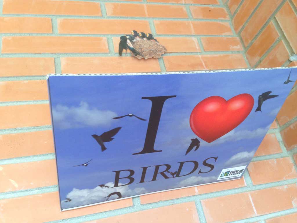 Recogedor de excrementos de golondrinas modelo I love birds                                                                                           