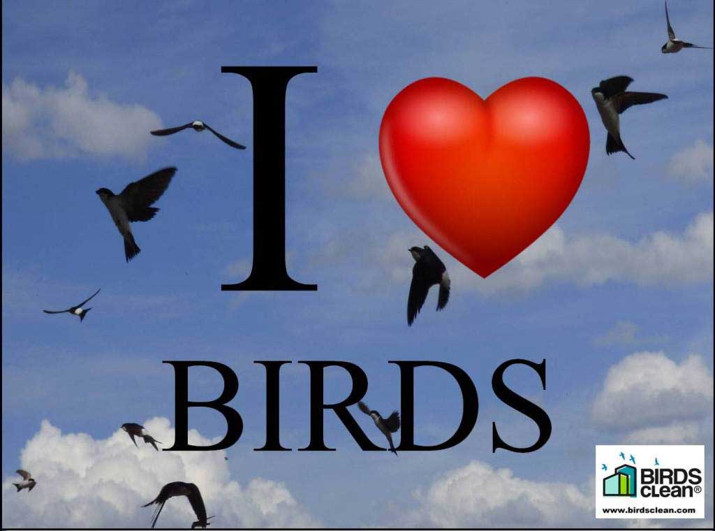 Recogedor de excrementos de golondrinas modelo I love birds                                                                                           