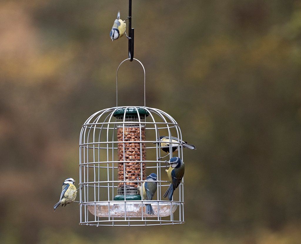 BFG-3 Bird Feeder Guardians pequeño