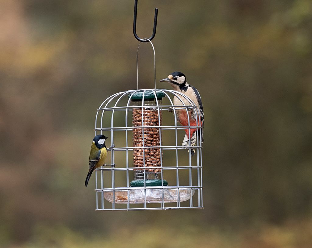 BFG-3 Bird Feeder Guardians pequeño