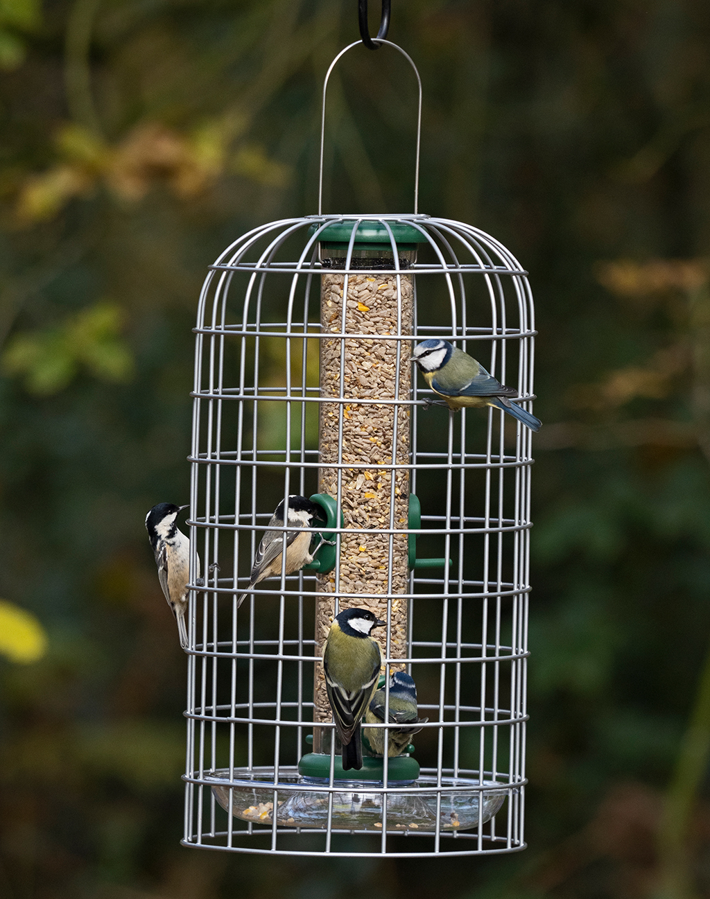 BFG-4 Bird Feeder Guardians mediano