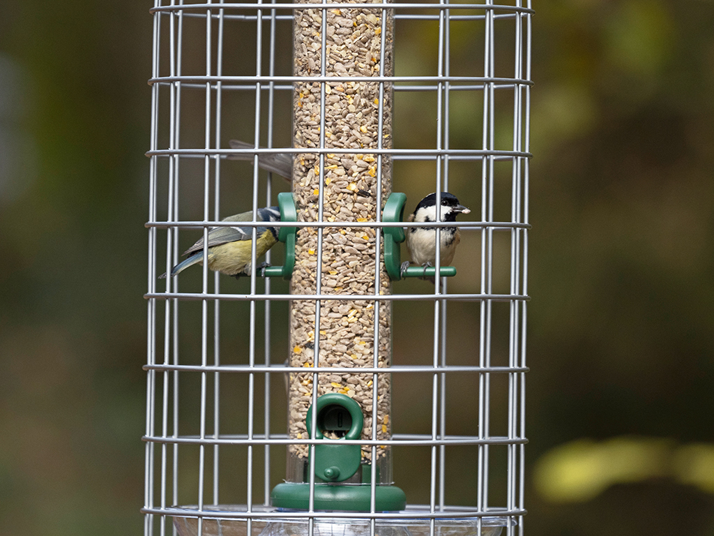 BFG-4 Bird Feeder Guardians mediano