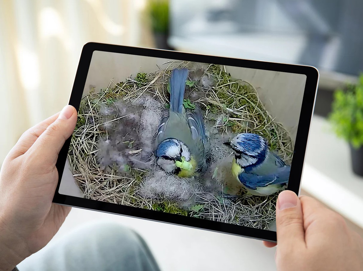 BIRD BOX CAMERA HD CÁMARA A COLOR PARA COLOCAR EN CAJAS NIDO CON CONEXIÓN WIFI                                                                        