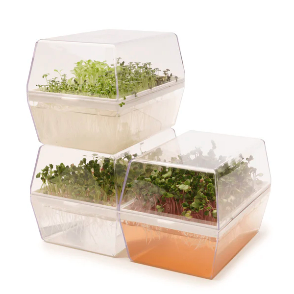 Germinadora EVA-H con kit hidropónico 5