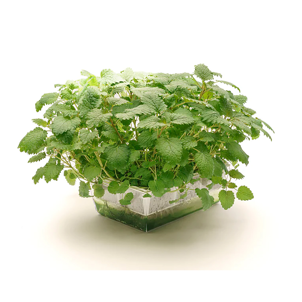 Germinadora EVA-S con sustrato de coco 2