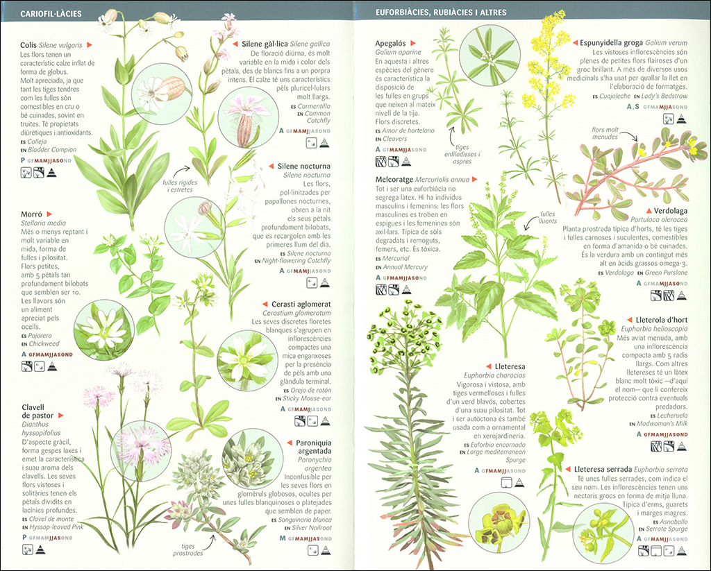 101 Flors de camp, de marges i vores de Catalunya que cal conèixer. Miniguia de camp                                                                  