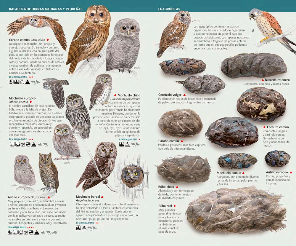 Aves rapaces de España, Península Ibérica y Baleares. Miniguía de campo                                                                               