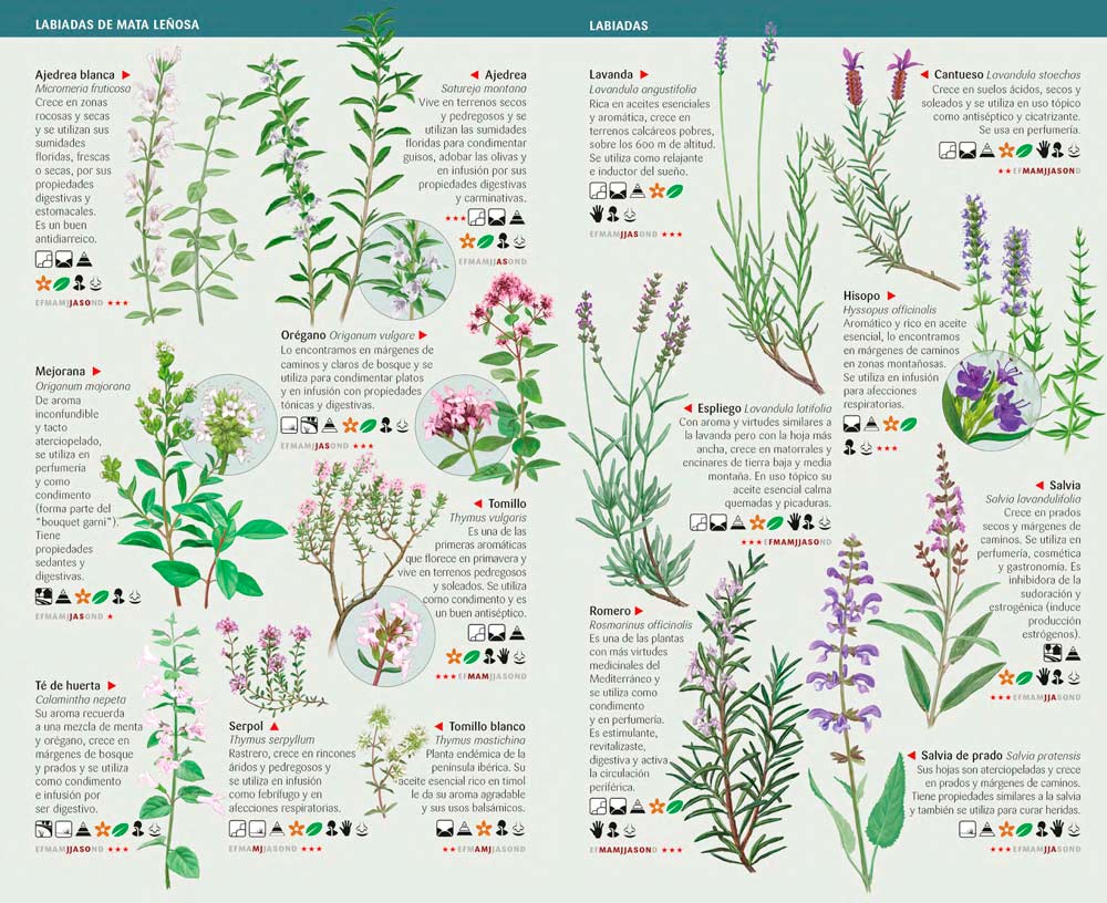 101 PLANTAS AROMÁTICAS Y MEDICINALES DE ESPAÑA QUE HAY QUE CONOCER. MINIGUÍA DE CAMPO