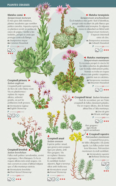 110 FLORS D'ALTA MUNTANYA DELS PIRINEUS QUE CAL CONÈIXER. MINIGUIA DE CAMP