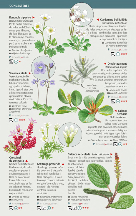 110 FLORS D'ALTA MUNTANYA DELS PIRINEUS QUE CAL CONÈIXER. MINIGUIA DE CAMP
