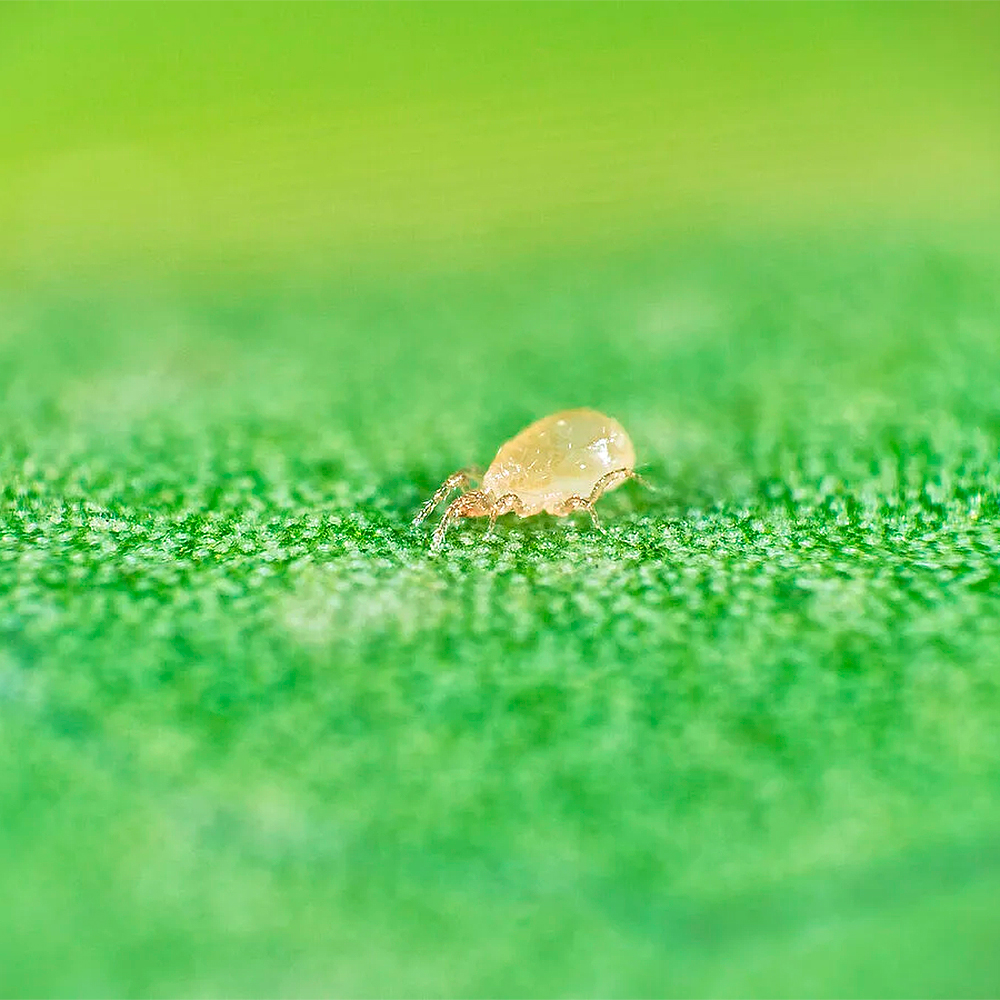 THRIPEX (Neoselius cucumeris) 50.000 individuos