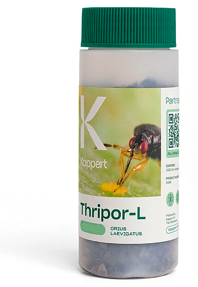 THRIPOR-L (Orius laevigatus) Bote 1000 ind. 1