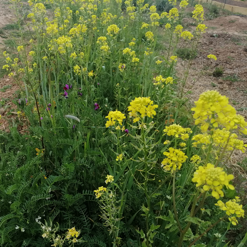 Abono verde otoño: mezcla de semillas para siembra de otoño 1 Kg