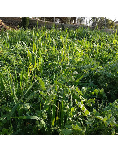 Abono verde otoño: mezcla de semillas para siembra de otoño 1 Kg