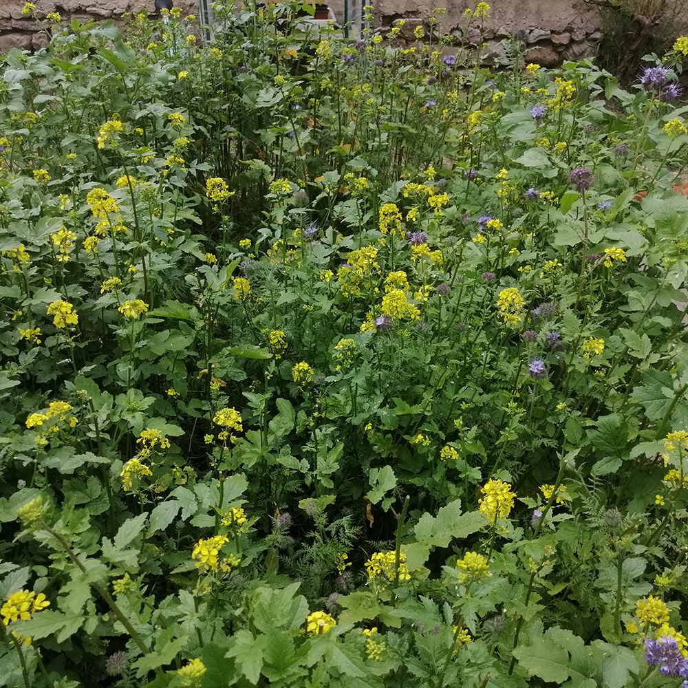 Abono verde primavera: mezcla de semillas para siembra de primavera 1kg