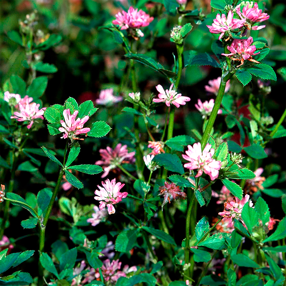 Abono verde semillas ecológicas de trébol persa 1kg 1