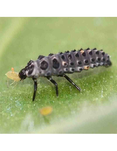 ADALIA 100 (Adalia bipunctata) 100 larvas L1 1