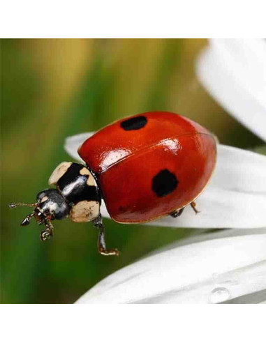 ADALIA 100 (Adalia bipunctata) 100 larvas L1 2