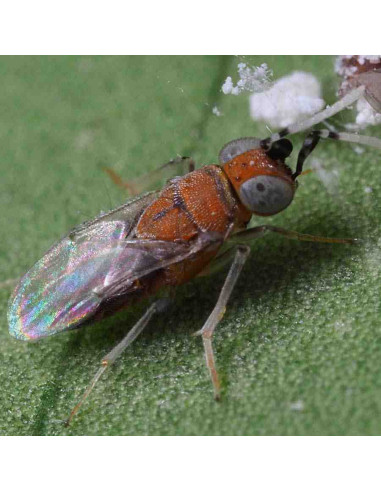 ANAGYRUS BIOMIP MIP P (Anagyrus pseudococci 500 pupas)
