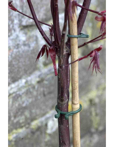 Anillos de fijación para plantas (40 unidades, varias medidas)