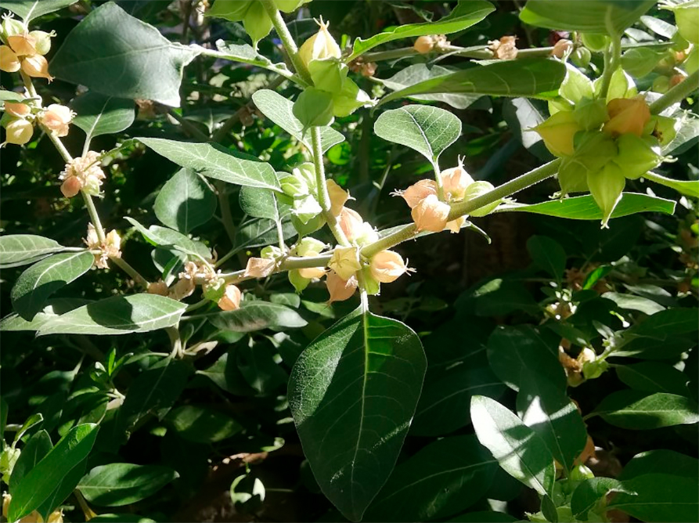 Semillas ecológicas de Ashwagandha