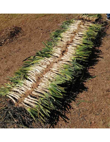 Calçot ecológico, cebolla blanca de Valls 4kg (28-30 bulbos aprox.)