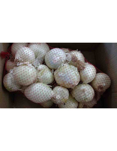 Calçot ecológico, cebolla blanca de Valls 4kg (28-30 bulbos aprox.)