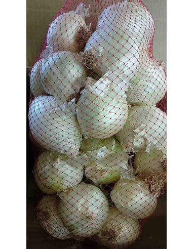 Calçot ecológico, cebolla blanca de Valls 4kg (28-30 bulbos aprox.)